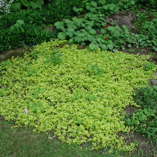Close-up of bright yellow-green Creeping Jenny leaves.