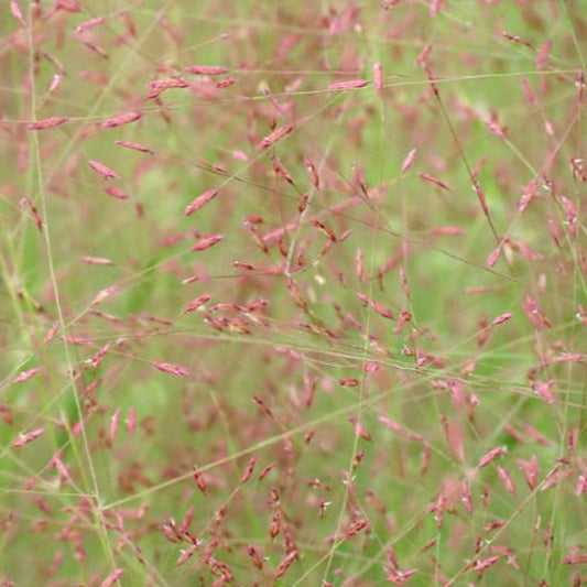 Purple Love Grass Eragrostis Spectabilis