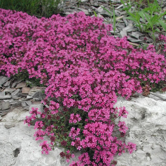 Thymus praecox 'Coccineus' Creeping Red Thyme – evergreen