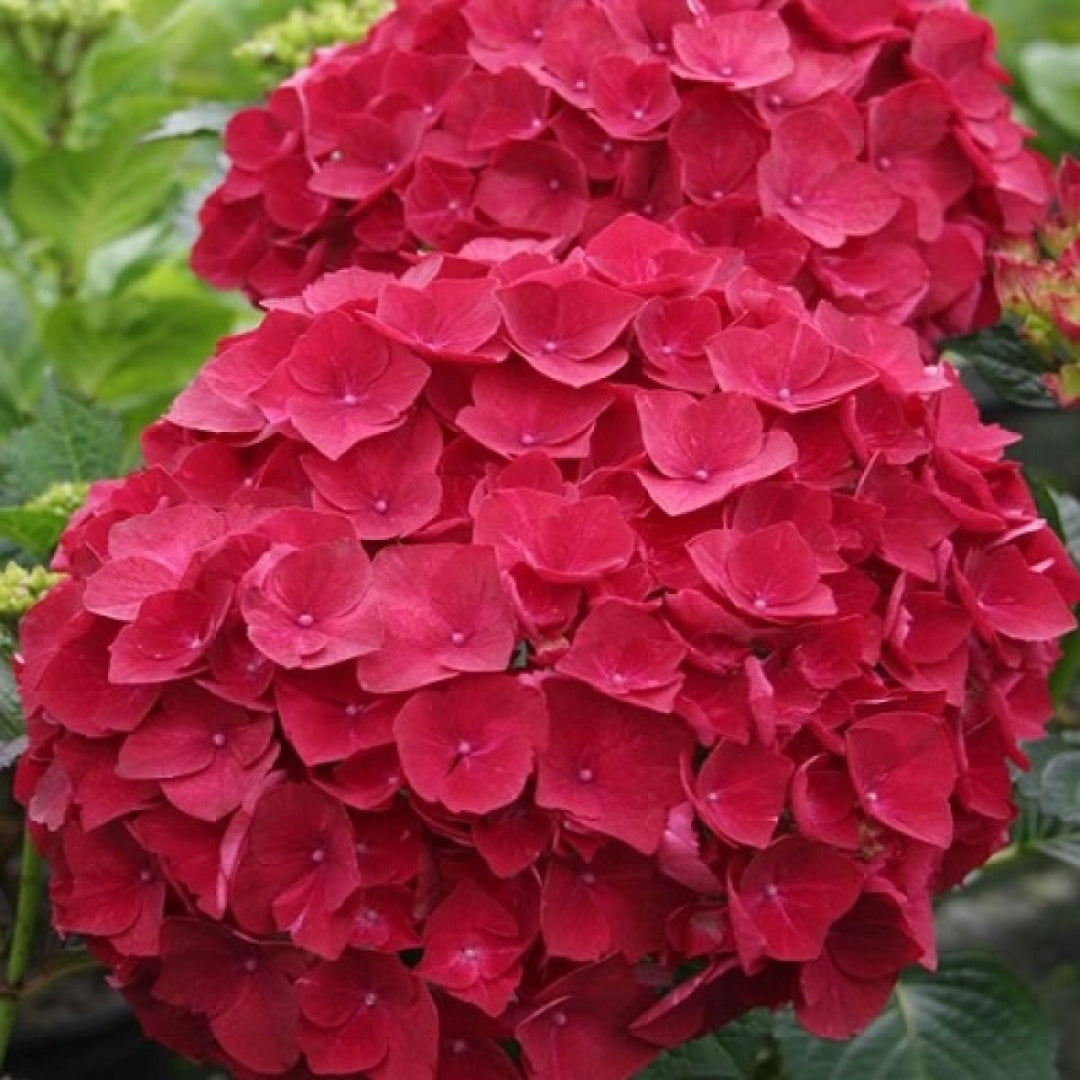 Cardinal Red Hydrangea with Bright Red Flower Heads in Bloom