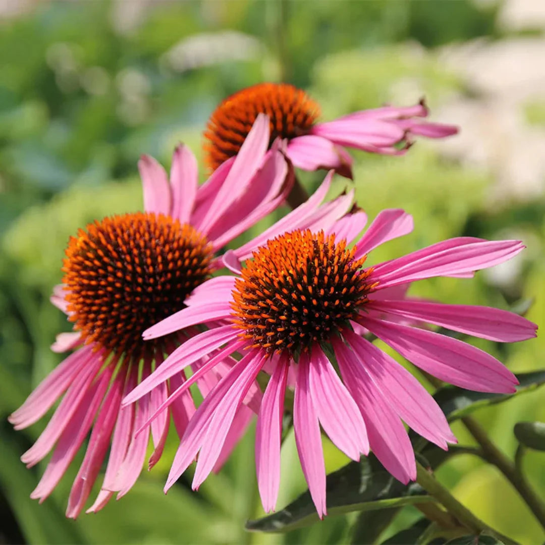Bright pink Echinacea Magnus hardy perennial