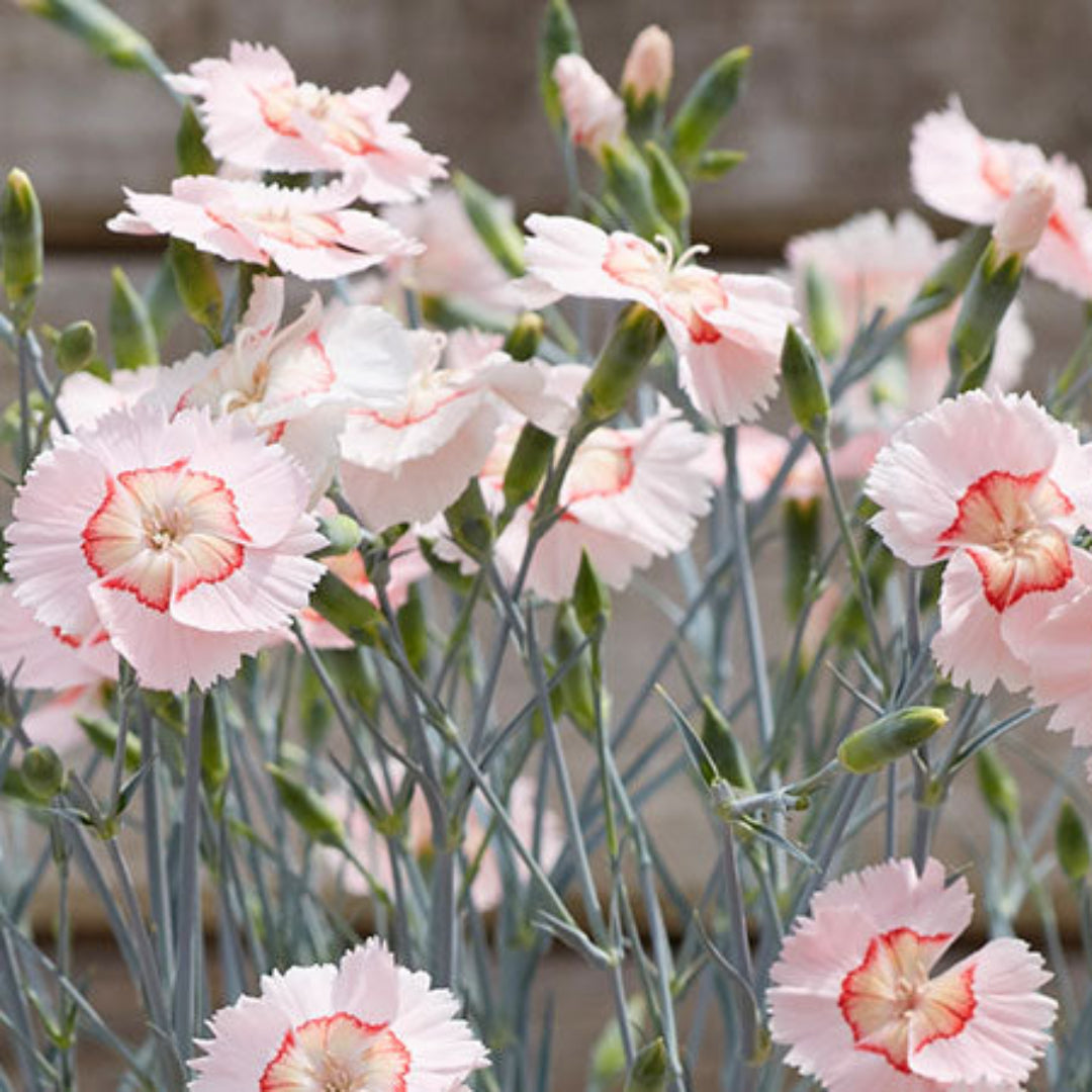 Dianthus American 'Georgia Peach Pie' – evergreen
