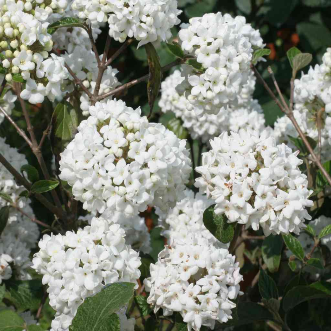 Carlessi Viburnum Shrub with Fragrant White Flower Clusters