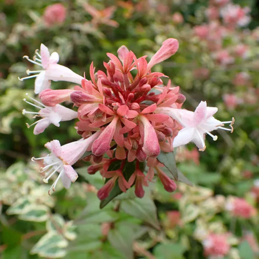 Mardi Gras Abelia evergreen shrub showcasing colorful foliage and compact growth habit