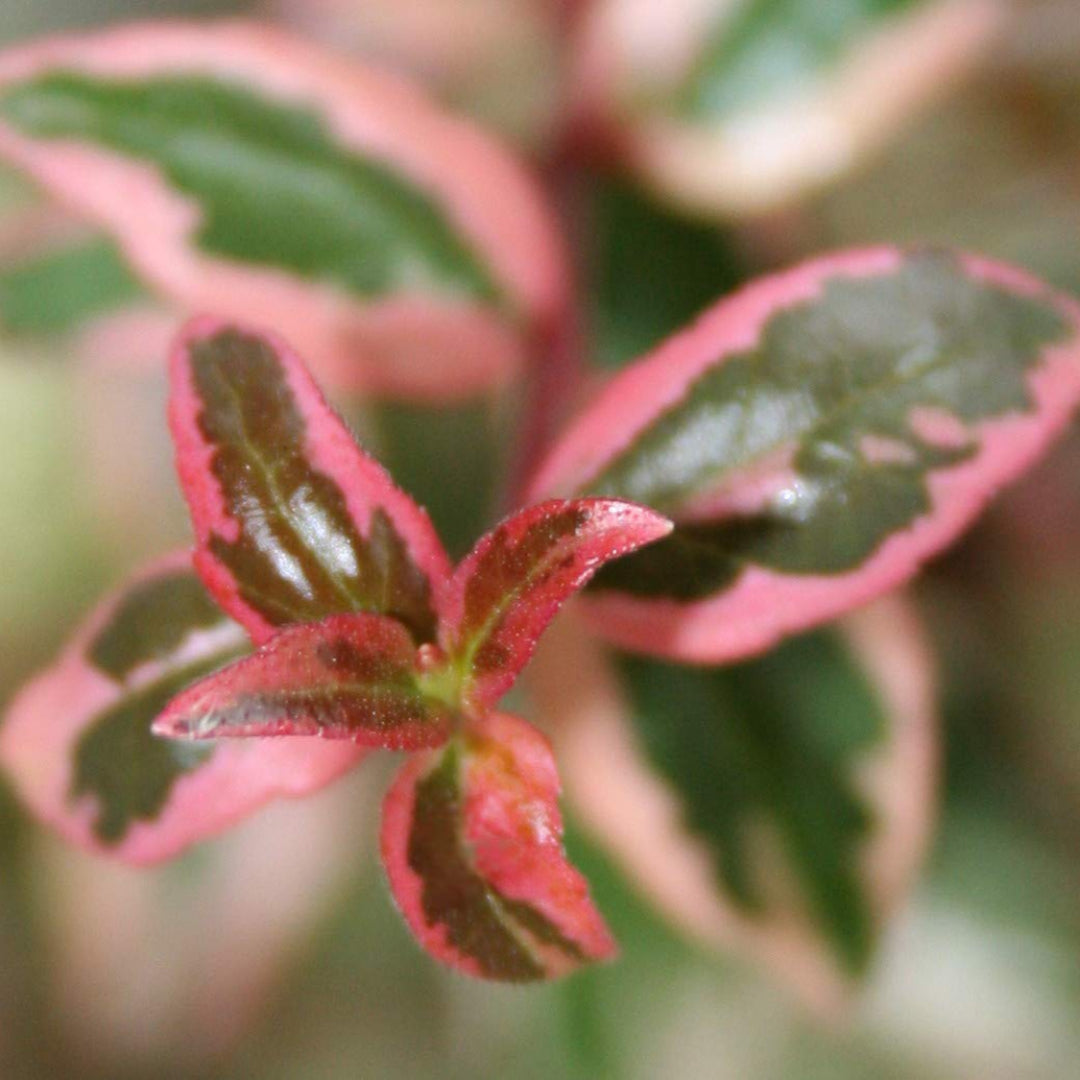 Mardi Gras Abelia Shrub – flowering shrub