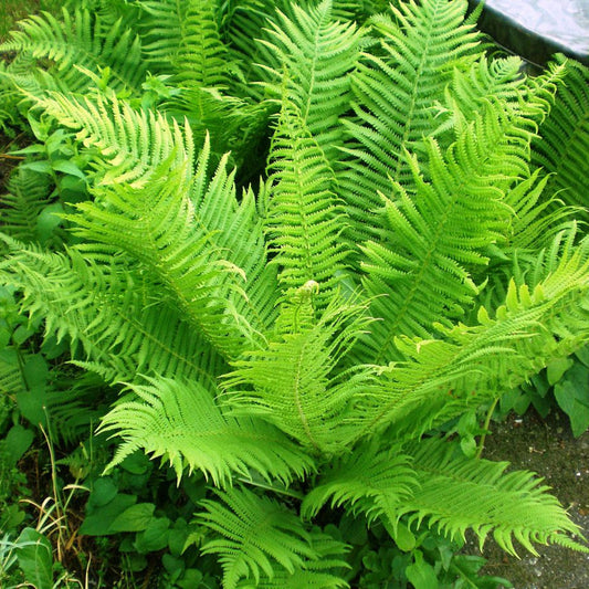 Matteuccia Struthiopteris fern foliage close-up