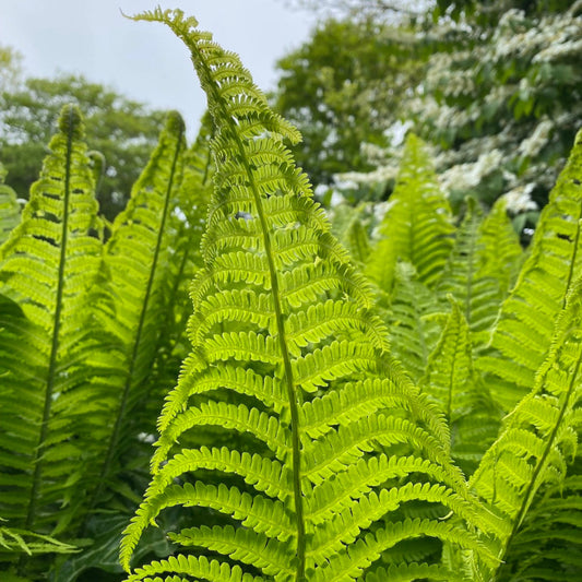 Matteuccia Struthiopteris leaves in detail