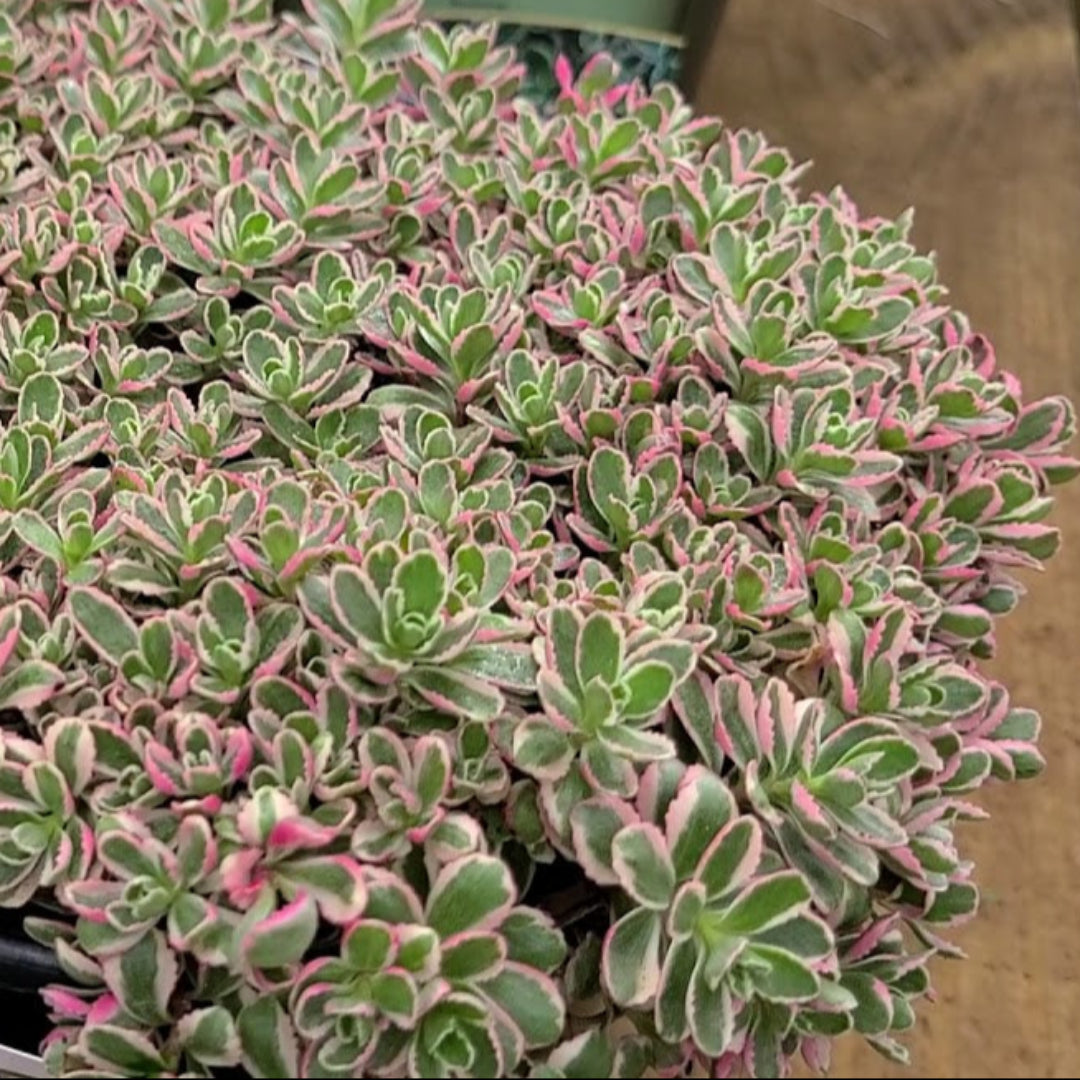 homeandgardensforless.com