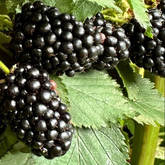 Ponca Blackberry fruits ripening on outdoor canes in the garden