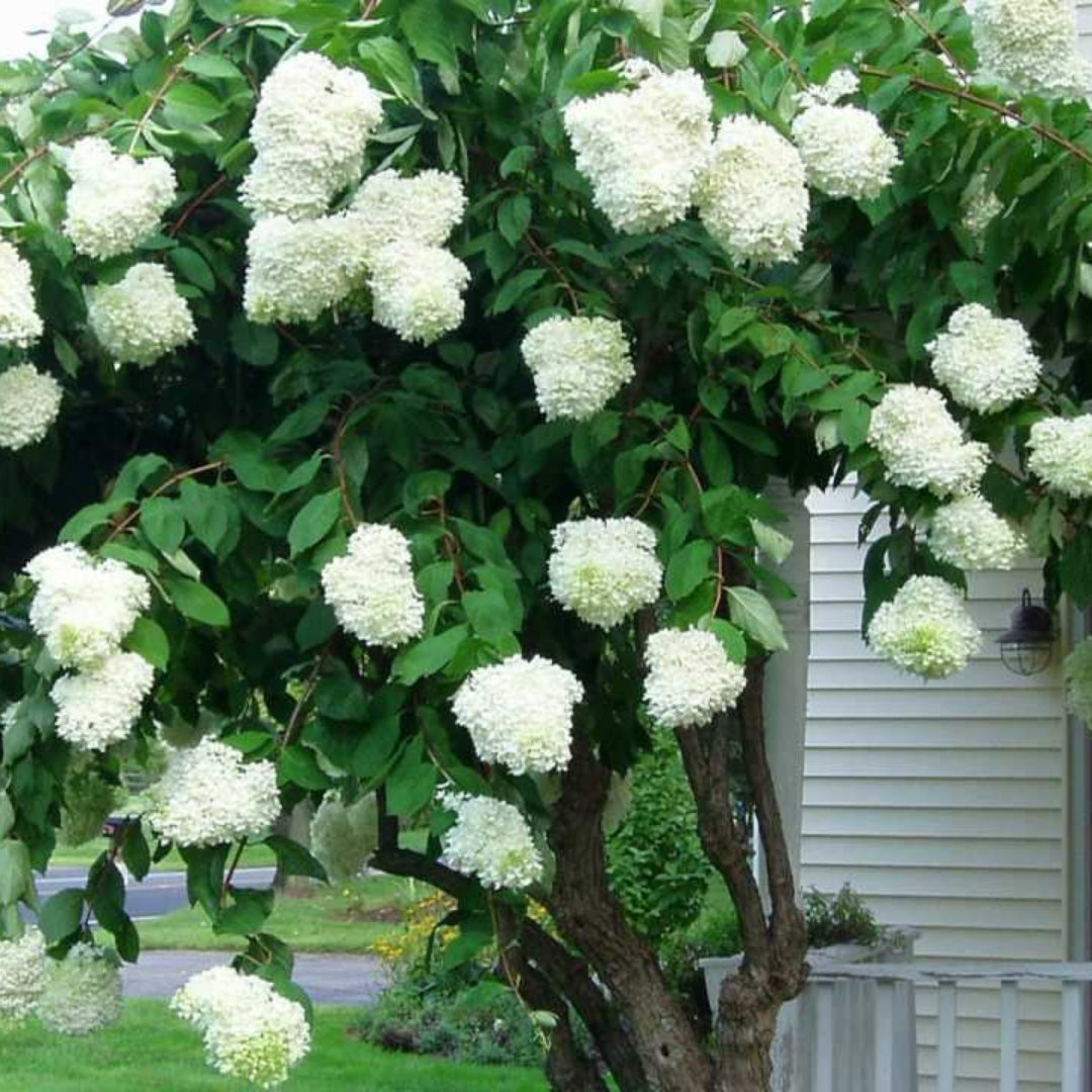 Grandiflora Hydrangea with Upright White Flower Heads