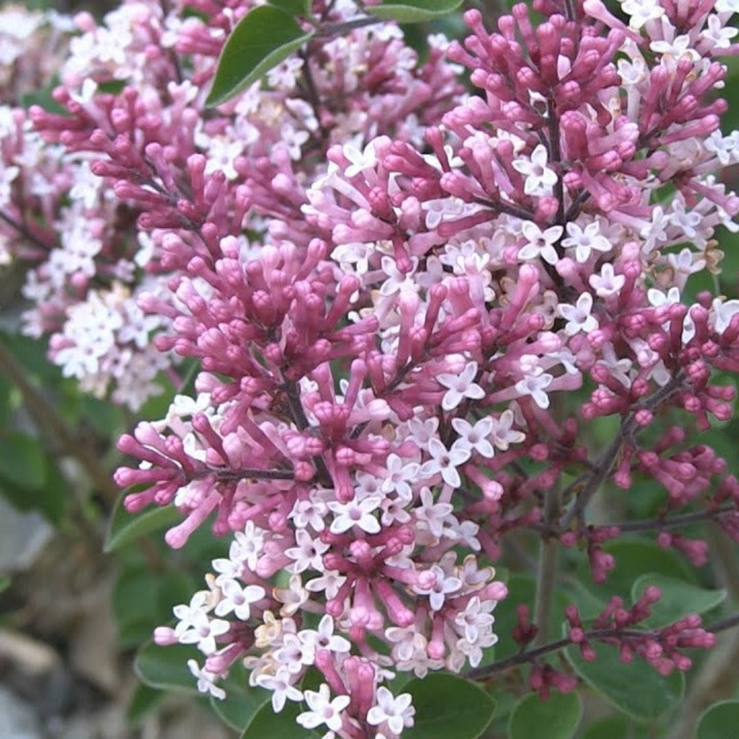 Red Pixie Lilac shrub with rich reddish purple fragrant blooms in spring garden
