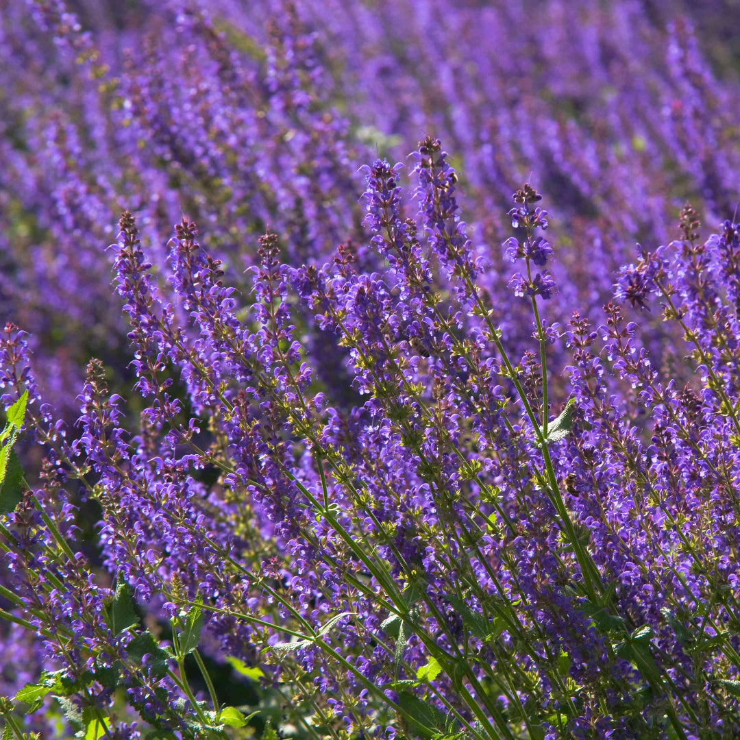 homeandgardensforless.com