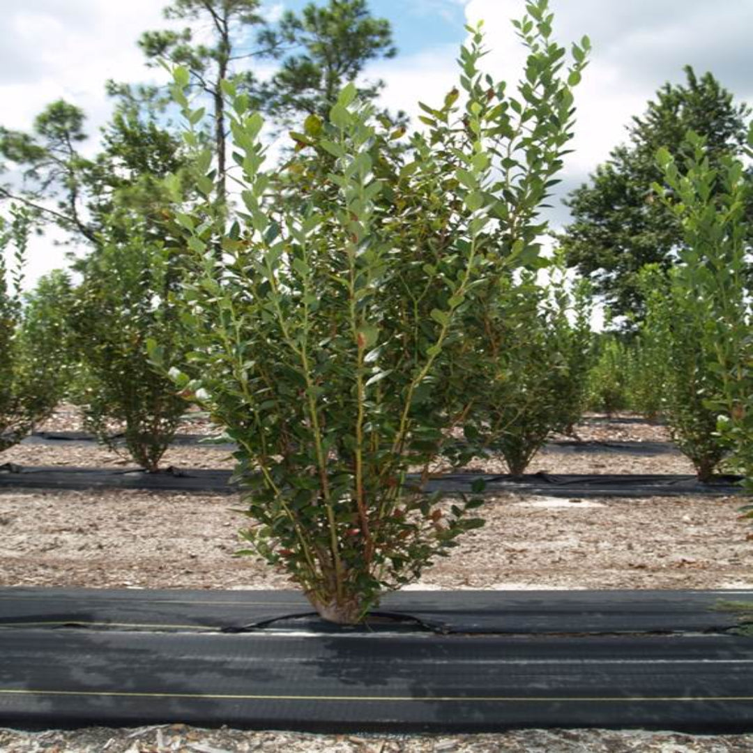 Young Meadowlark Blueberry plant rooted well with fresh green leaves