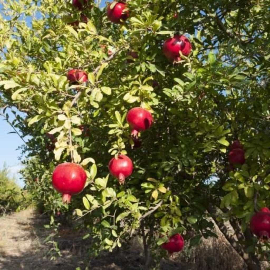 Lush garden tree of Salavatski Pomegranate with fruits