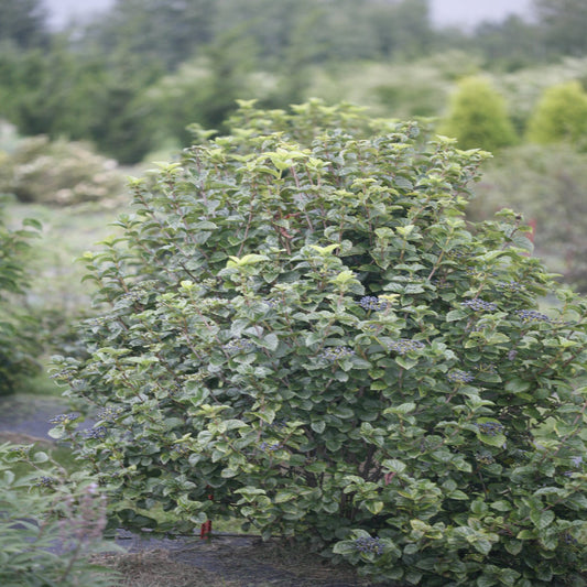 Proven Winners All That Glitters Viburnum plant with vibrant foliage and spring blooms