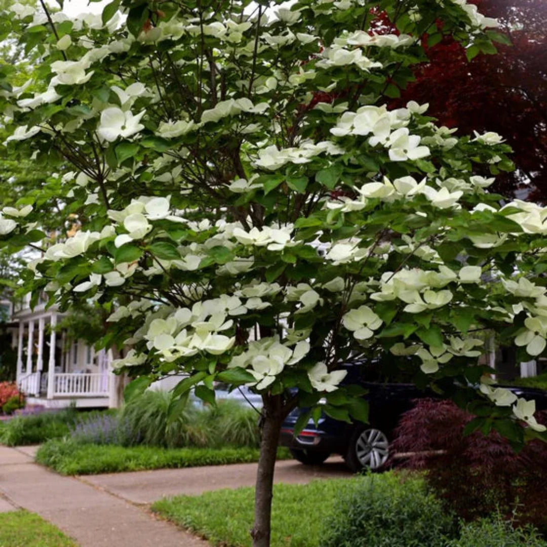 Kousa variety Milky Way Dogwood flowering detail