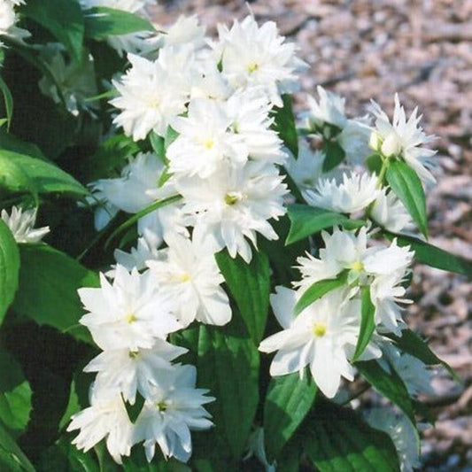 Minnesota Snowflake Dwarf Mock Orange shrub plant