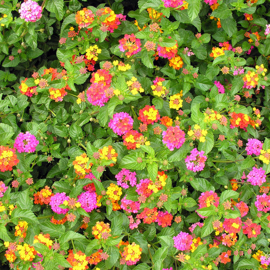 Hardy Miss Huff Lantana growing outdoors with vibrant summer flowers