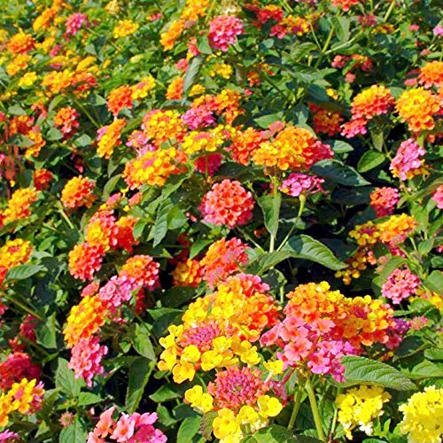 Lantana camara ‘Miss Huff’ plant with bright orange and pink flower clusters