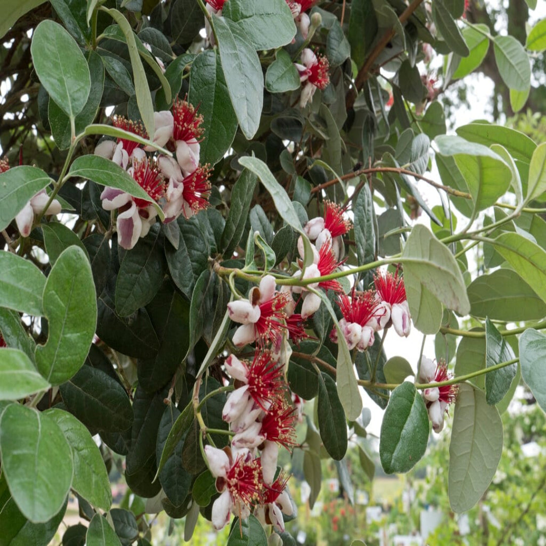 Pineapple Guava