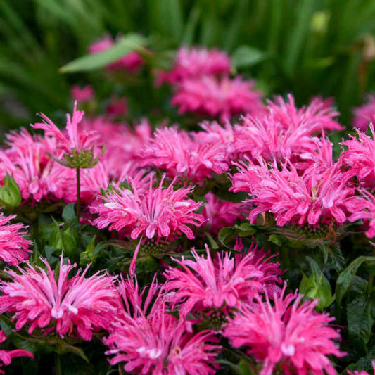 Monarda Sugar Buzz 'Electric Neon Pink' Beebalm – evergreen