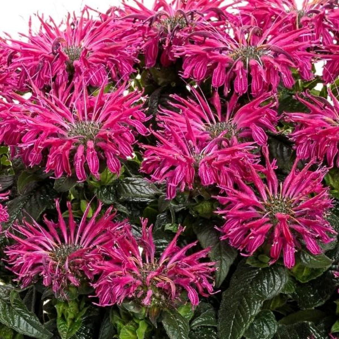 homeandgardensforless.com