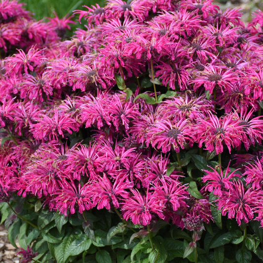 Monarda 'Leading Lady Razzberry' – evergreen shrub