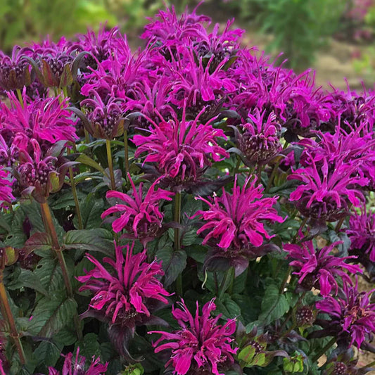 Monarda Sugar Buzz 'Rockin' Raspberry' – evergreen
