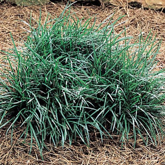 Mondo Grass plant close-up view