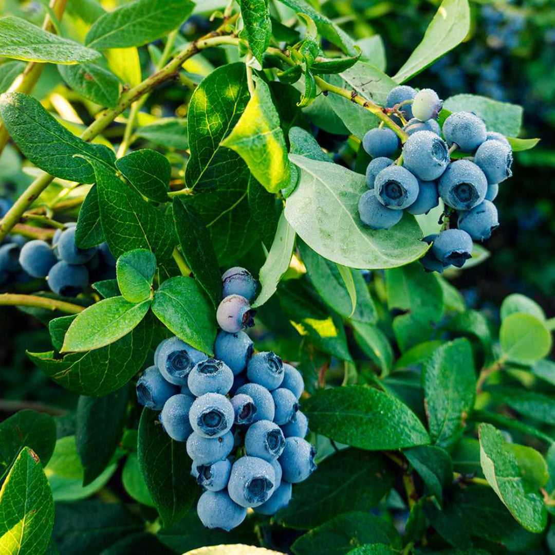 homeandgardensforless.com