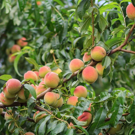 Fresh O'Henry peaches showing bright red and golden skin