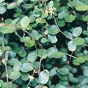 (4.5 Inch Pot/10 Count Flat) Muehlenbeckia Axillaris Creeping Wirevine. Spreading, Evergreen, Small Rounded Leaves with Glossy Green Finish