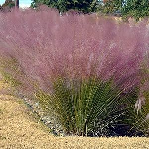 Purple Muhly Grass – Cloud-Like Pink-Purple Plumes | Zones 5–11 live plant for landscaping and home gardens