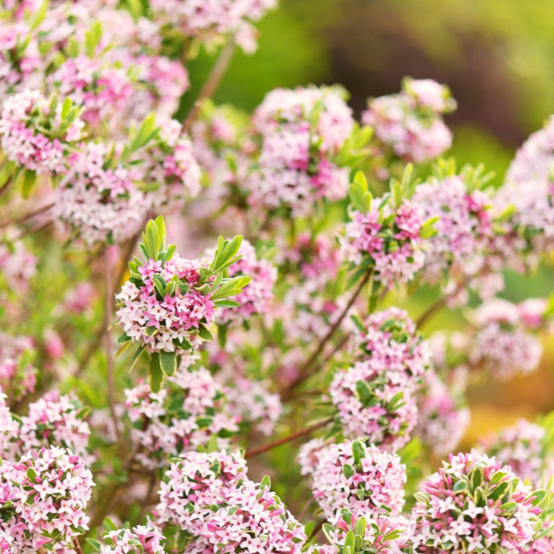 Daphne odora pink plant with green leaves