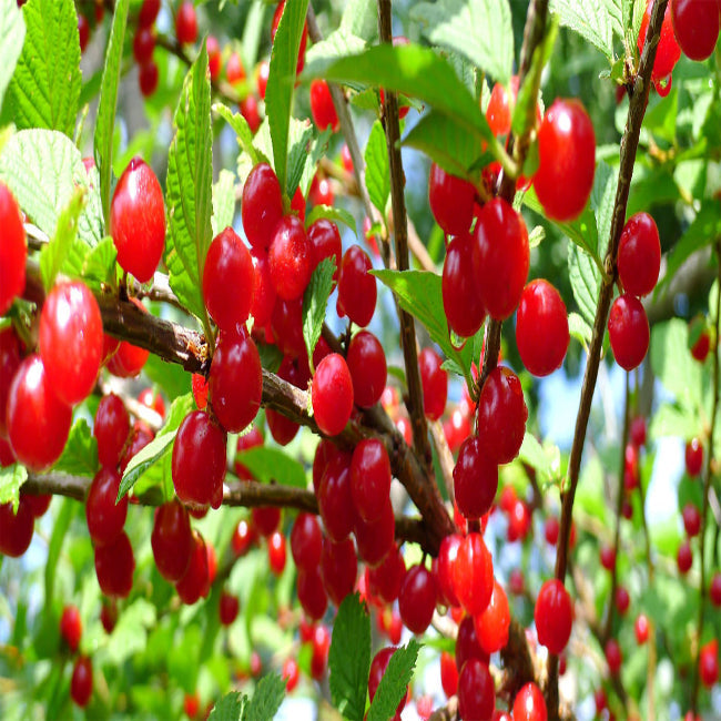 Nanking Cherry Shrub Fruit Cluster Red Cherry Bush for Home Garden Landscaping