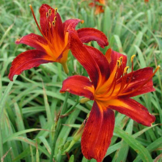 Sammy Russell Daylily flowering plant for gardens