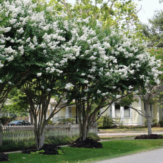 Large White Blooming Natchez Crape Myrtle Tree