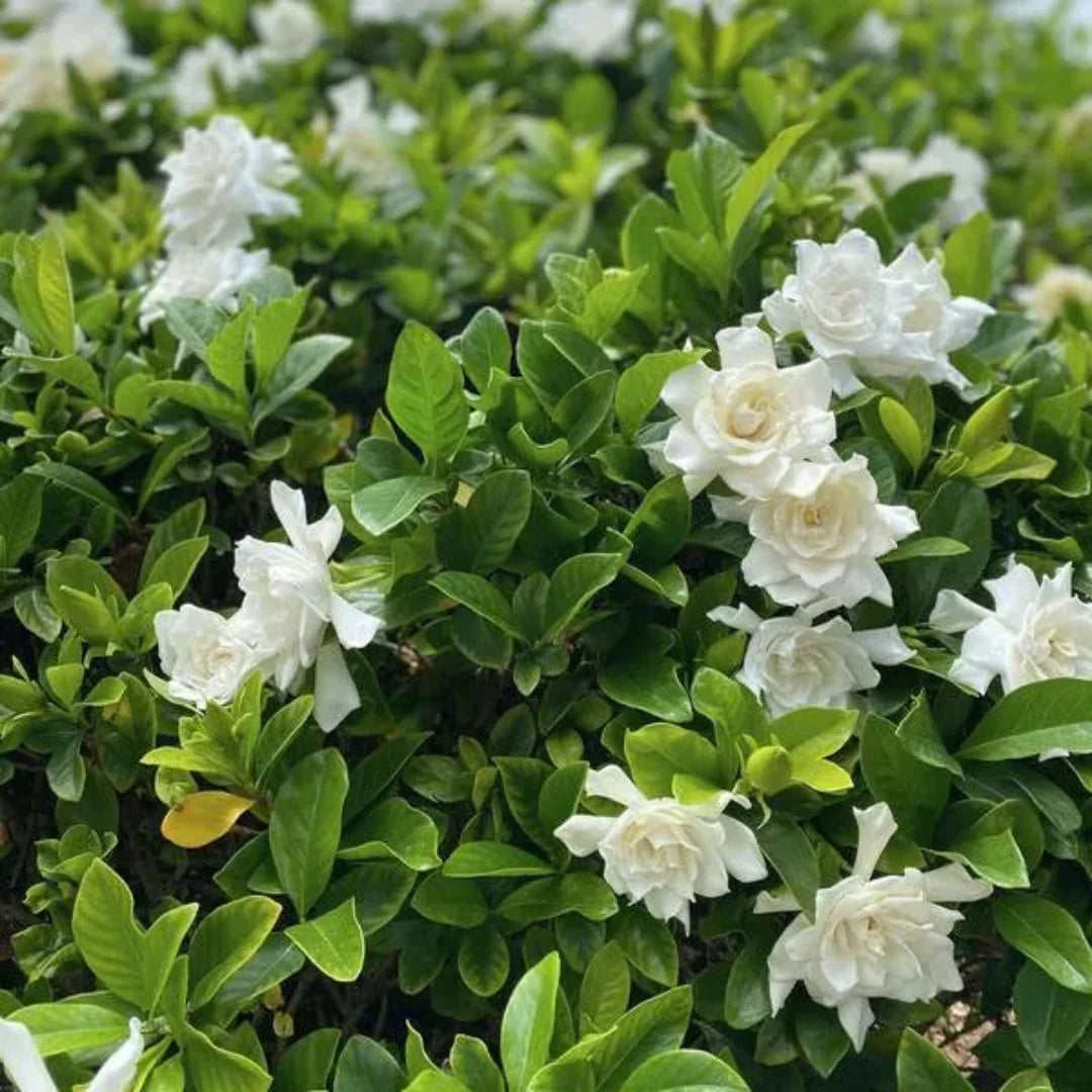 Ivory Palace Gardenia