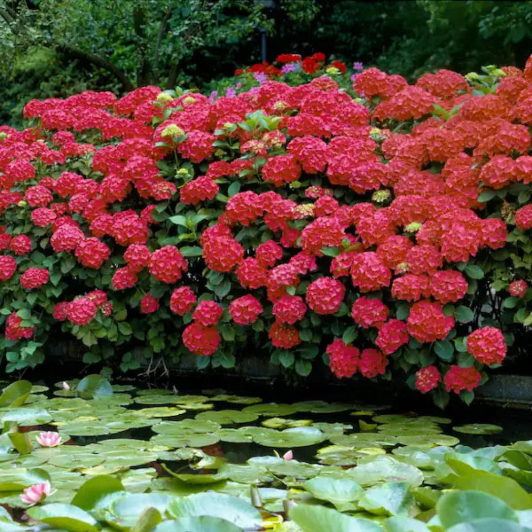 Vibrant Cardinal Red Hydrangea Bush for Summer Landscapes