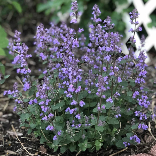 Nepeta Catmint plant for garden borders and pollinator gardens