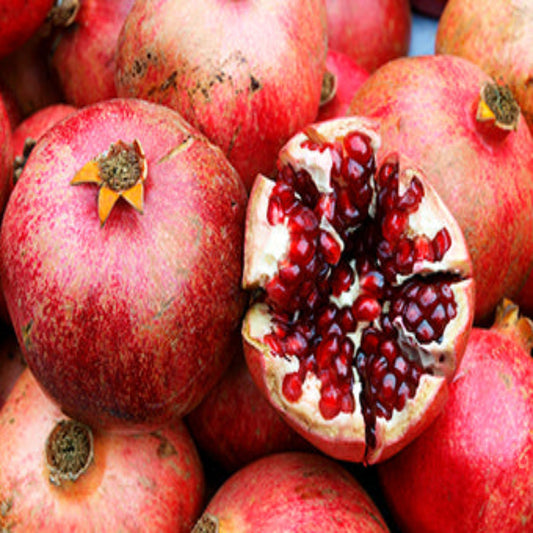 Nikit’skiy Ranniy pomegranate fruit on branch with leaves