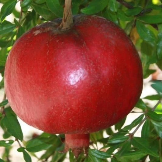 Nikit’skiy Rannij early season pomegranate tree with fruit clusters