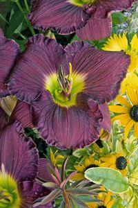 Gallon Pot: Hemerocallis 'Pandora's Box' Daylily