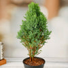 Leyland Cypress