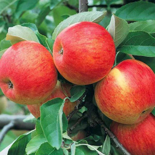 Grafted Honeycrisp apple tree plant ideal for backyard orchards