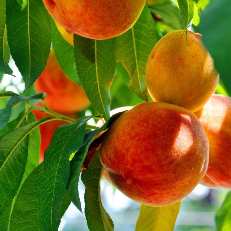 O'Henry Peach Tree with ripe yellow-red peaches on branches