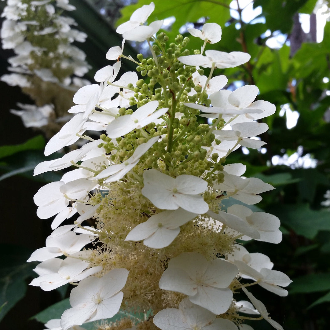 "Snow Flake" Oakleaf Hydrangea-Gorgeous Native Hydrangea, Stunning White Flower Clusters