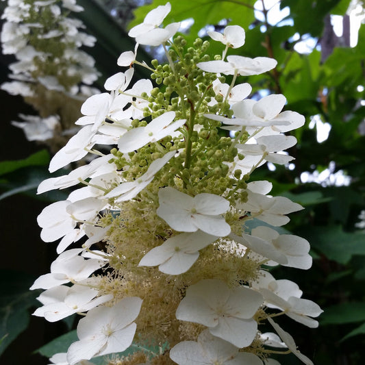 Snowflake Oakleaf Hydrangea – hydrangea