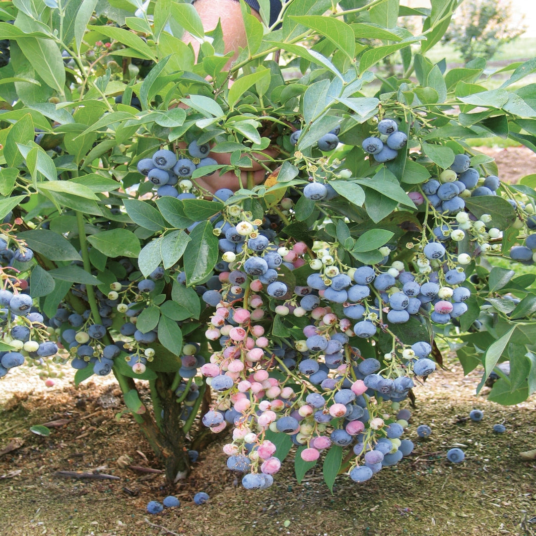 Ochlockonee rabbiteye blueberry bush full grown
