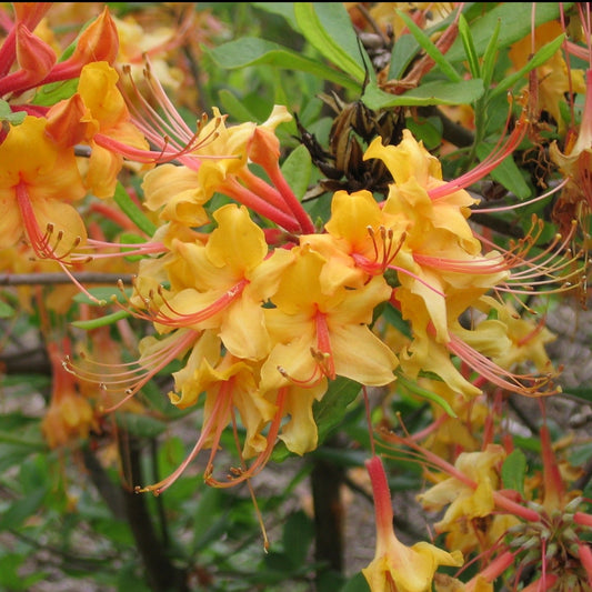 Tallulah Sunrise Native Azalea showcasing glowing sunset-orange spring flowers